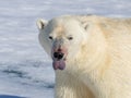 Polar bear with tongue outÃ¯Â¼Å sensing food